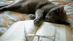 Kissojen älykkyys – onko niillä oma mieli ja millainen älykkyysosamäärä?